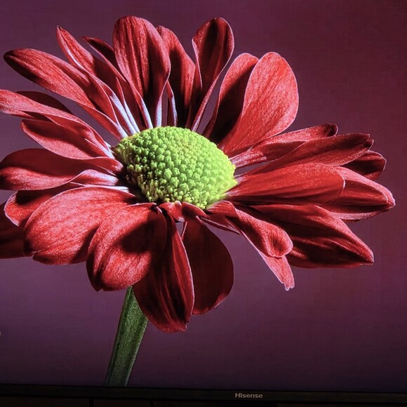 lilclover